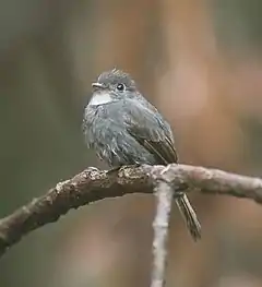 Description de l'image White-throated Pewee (Contopus albogularis) (cropped).jpg.