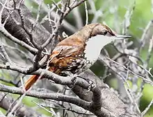 Photo couleur : vue d'un petit oiseau brun à gorge blanche sur une branche dénudée.