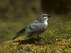 Diuca leucoptère (Diuca speculifera)