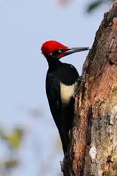 Description de l'image WhiteBelliedWoodpecker.JPG.