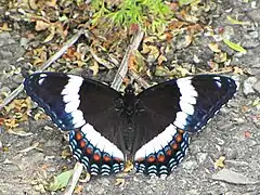 L. a. arthemis, face dorsale.