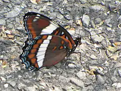 L. a. arthemis, face ventrale.