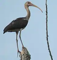 Juvénile dans un arbre