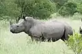 Rhinocéros blanc