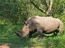 Photographie en couleurs représentant un rhinocéros.