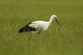 Cigogne blanche