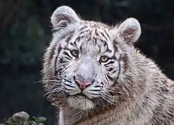 Un tigre blanc (pupille circulaire)