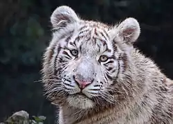 Un tigre blanc (circulaire)