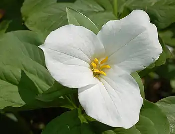 Trille blanc (Trillium grandiflorum)