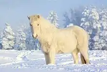 Dans un paysage enneigé, un poney gris avec un épais poil se tient arrêté.