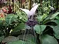 Tacca integrifolia