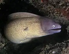 Description de l'image White eyed moray eel.jpg.