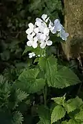 Fleurs (forme blanche)