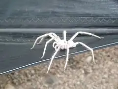 Description de l'image White lady spider namibia.jpg.
