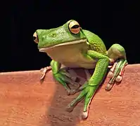 Grenouille géante d'Australie (Litoria infrafrenata)