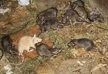 Une dizaine de rat noir dont un rat albinos dans le temple
