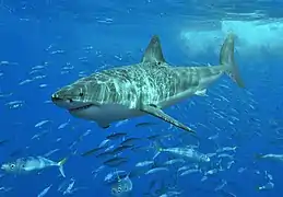Un grand requin blanc nageant à quelques mètres sous la surface, au-dessus d'un banc de poissons.