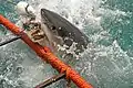 Un grand requin blanc mord à l'appât dans la False Bay, en Afrique du Sud.