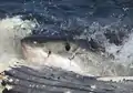 Un Requin blanc se nourrissant sur une carcasse de baleine.