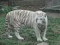Tigre blanc mâle appelé Bo Bo