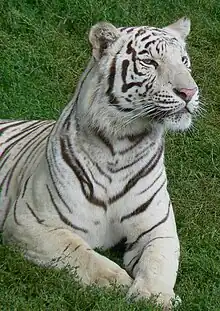 Tigre blanc, couché dans l'herbe