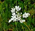 Fleurs sauvages blanches en Jordanie.