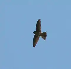 Salangane à croupion blanc (Aerodramus spodiopygius) - pekapeka - Nicheur