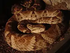 Bothrops leucurus