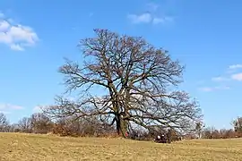 Arbre adulte en hiver