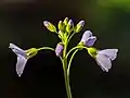 Cardamine des prés en Bavière.