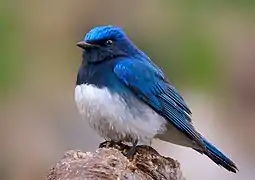 Photo couleur montrant, en gros plan sur une pierre, un oiseau bleu (ailes et tête) et blanc de la taille d'un moineau (arrière-plan flou).