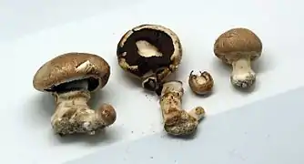 Des champignons de Paris.