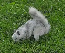 Écureuil leucistique blanc-grisâtre