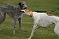 Deerhound et greyhound