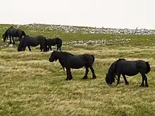 Dans une plaine où l'on aperçoit des formations rocheuses en arrière-plan, un groupe de poneys noirs sont en train de brouter.