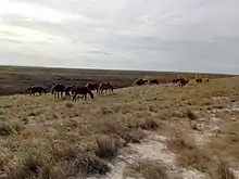Groupe de chevaux broutant une herbe haute.