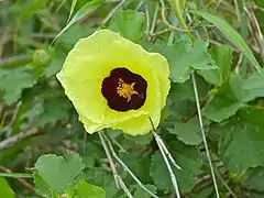 Fleur sauvage