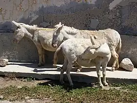 Groupe d'ânes albinos sur l'île d'Asinara.