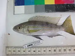 Description de l'image Wild catch of Perissodus microlepis (male) - AMCK 10959.jpg.