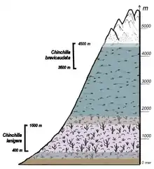 Croquis de montagne avec étagement de la végétation. Vers le bas C. Lanigera dans les rochers broussailleux, beaucoup plus haut C. brevicaudata, juste sous les neiges éternelles