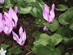 Cyclamens sauvages.