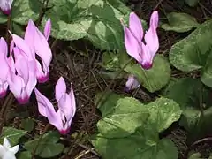 Cyclamen persicum