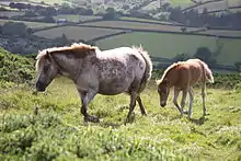 Photo de d'une ponette Dartmoor avec un marquage sur la croupe et son poulain.