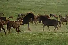 Photographie d'un troupeau de chevaux sur fond de prairie.