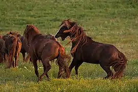 Photographie d’un groupe de chevaux sur fond de prairie.