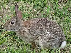 Un lapin gris chiné à reflets beiges, avec une queue blanche, des yeux noirs et des grandes oreilles