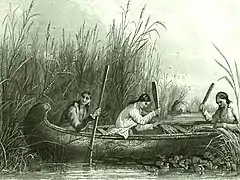 Récolte du riz sauvage (zizanie) en Louisiane vers 1853