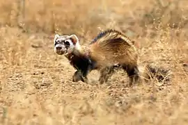 Description de l'image Wild_steppe_polecat.jpg.