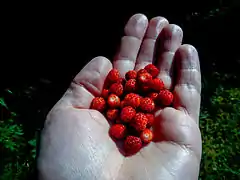 Fructification du Fraisier des bois