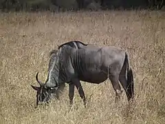 Le gnou est un ruminant  herbivore, il se nourrit de divers plantes herbacées.